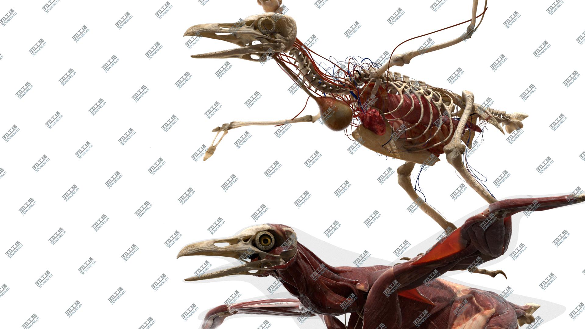 images/goods_img/20210313/3D Bird Anatomy model/4.jpg